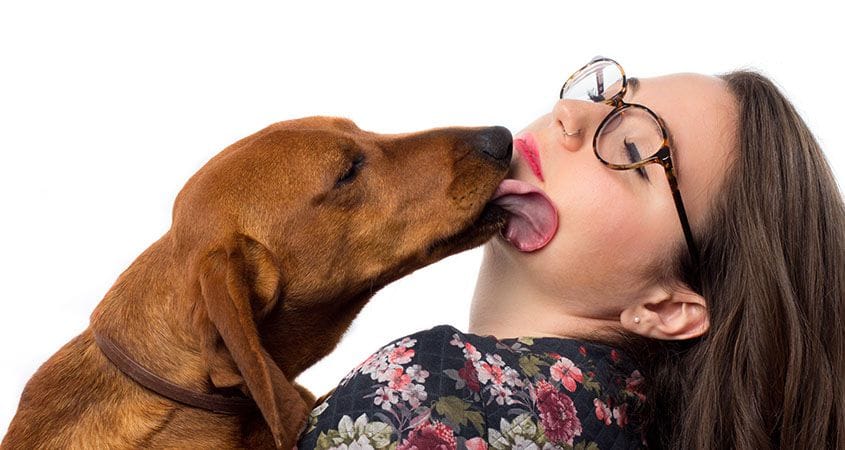 Pourquoi mon chien me lèche ?